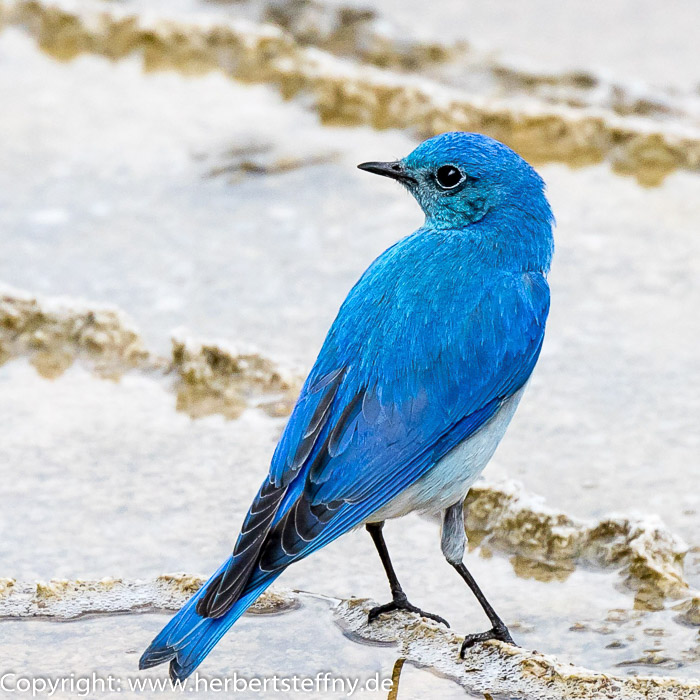 Berghttensnger Mountain Bluebird Yellowstone 2024 Foto Herbert Steffny