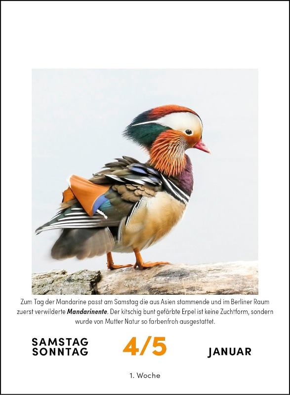 Steffny Vogelkalender 2025