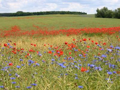 Blumenpracht im Juni - Kornblumen und Mohnblüten