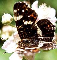 Landkärtchen Sommerform, Araschnia levana prorsa - Foto, Copyright: www.herbertsteffny.de